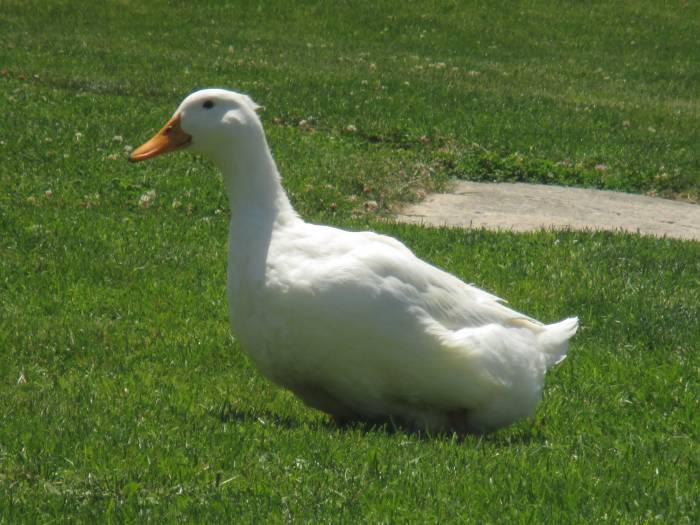 Pekin-female-duck